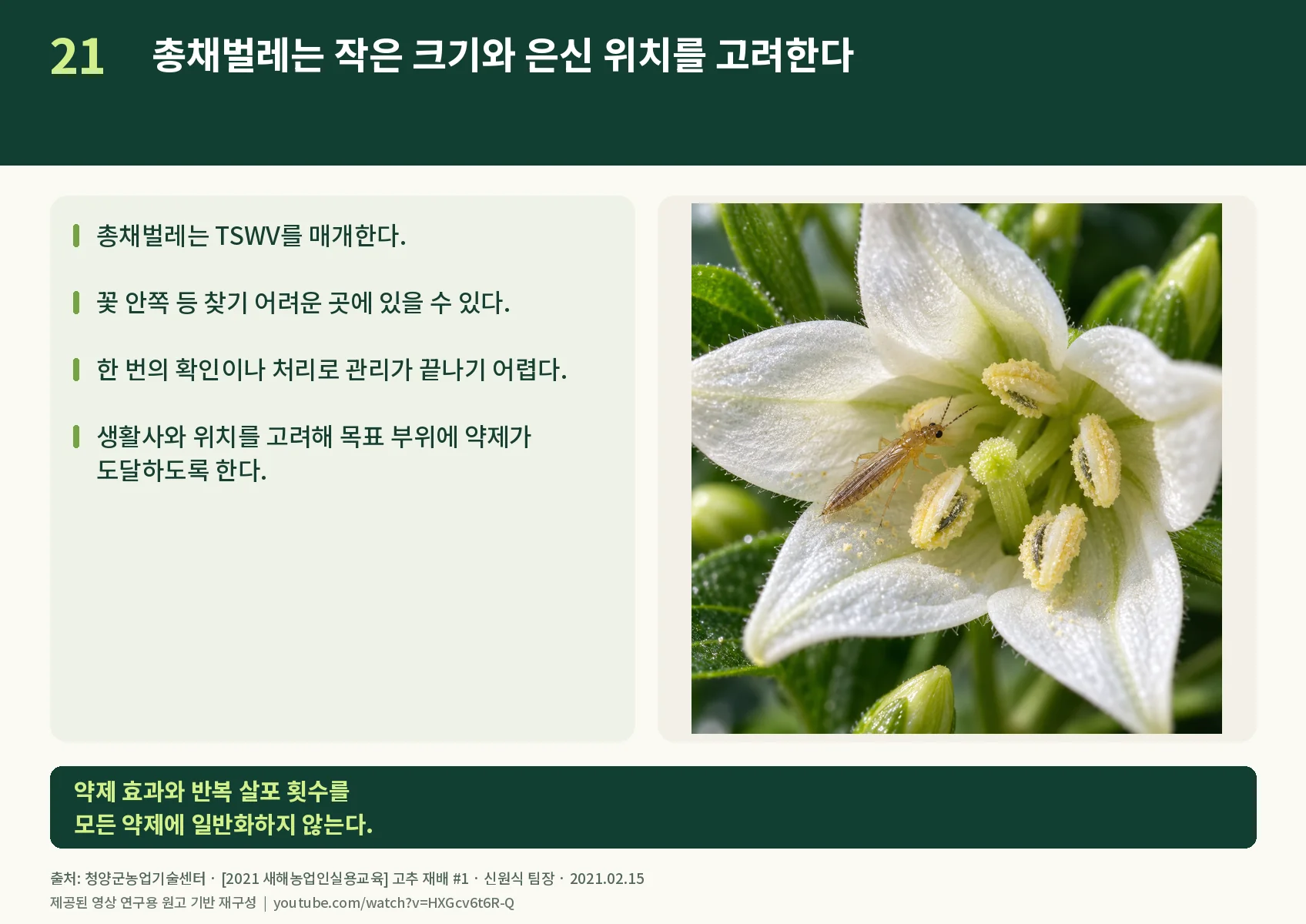 21_thrips.webp