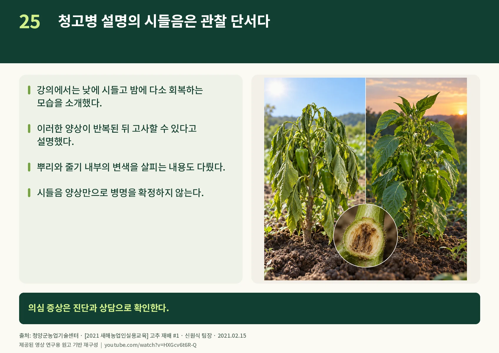 25_bacterial-wilt.webp