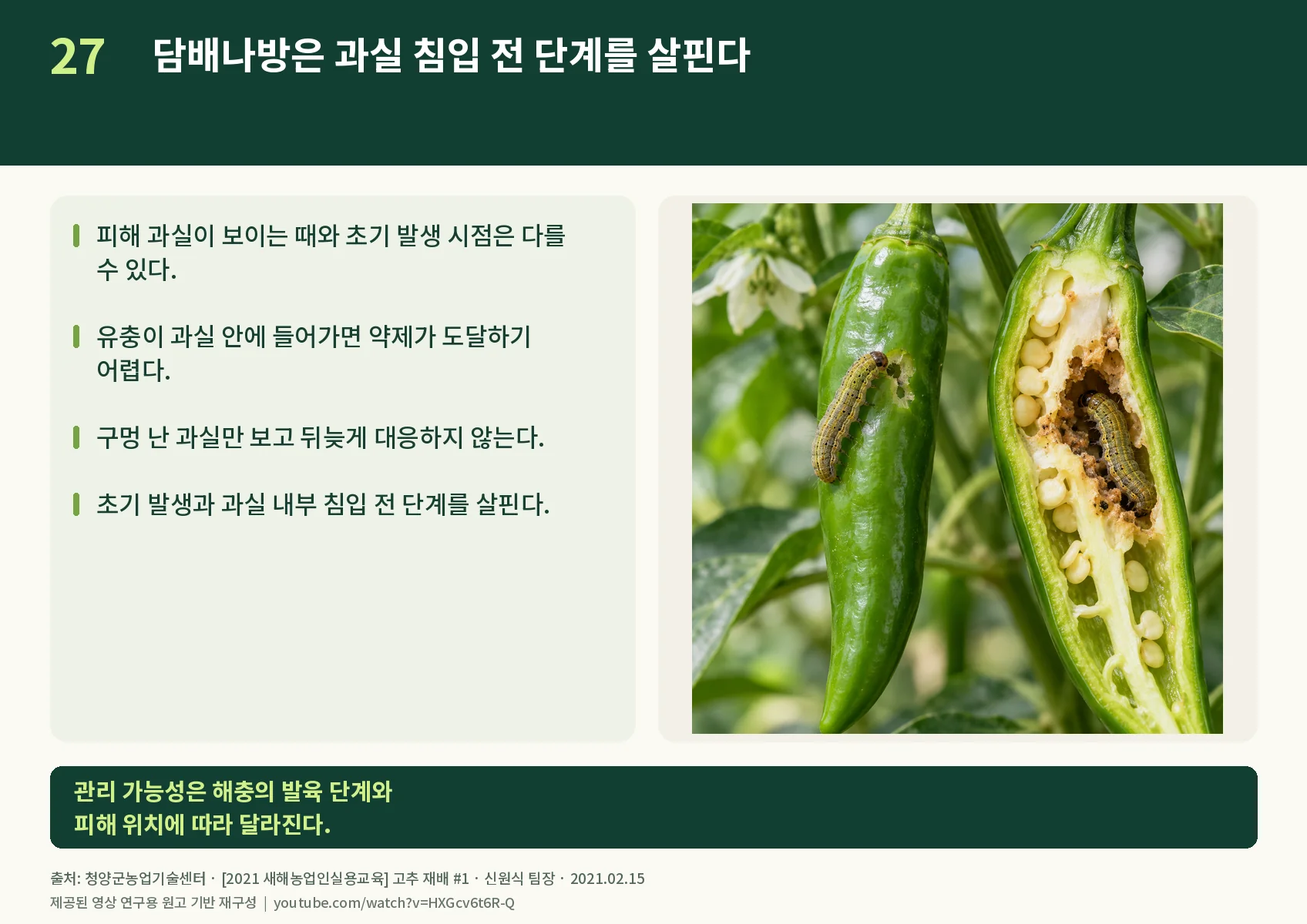 27_tobacco-budworm.webp