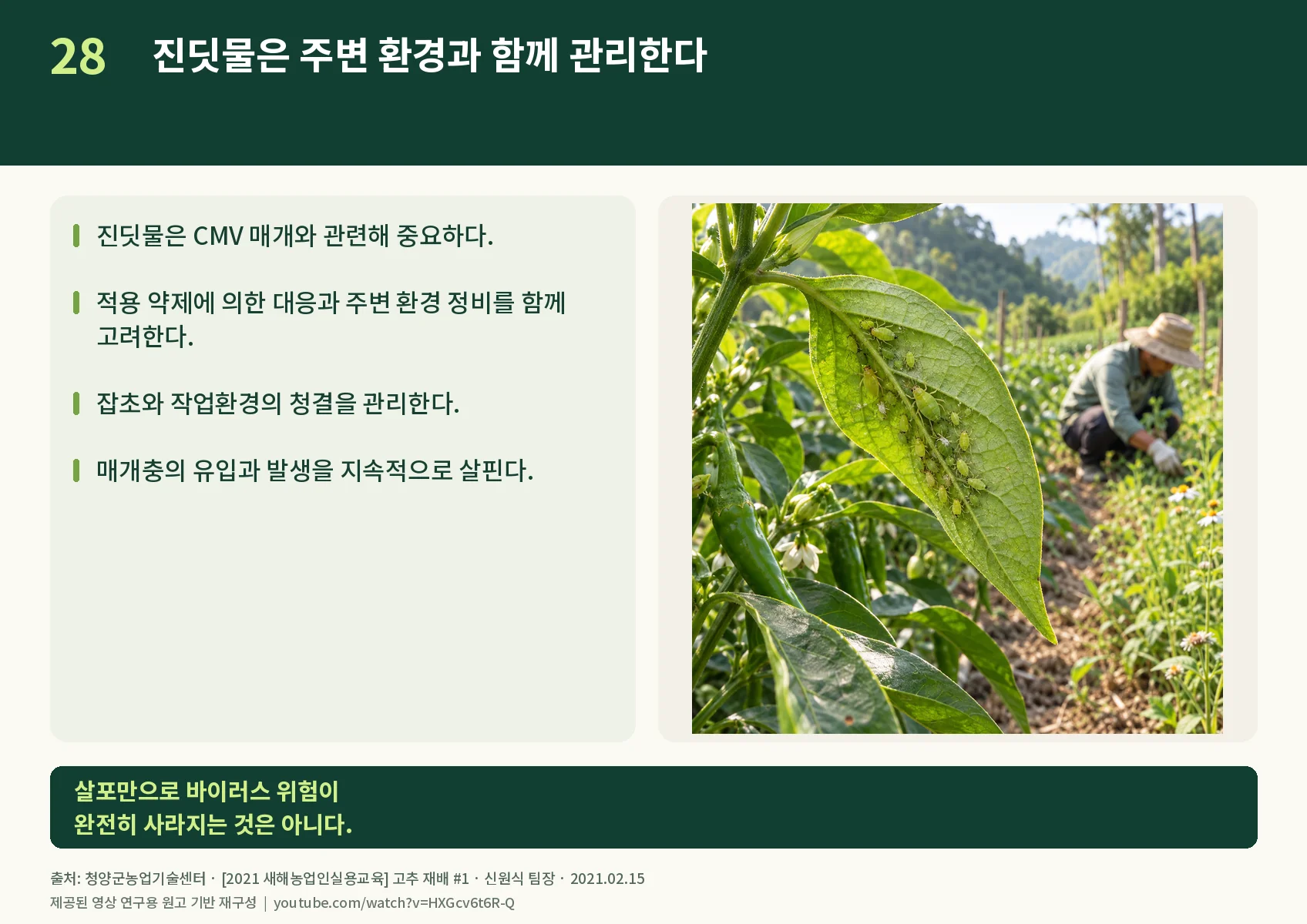 28_aphids.webp