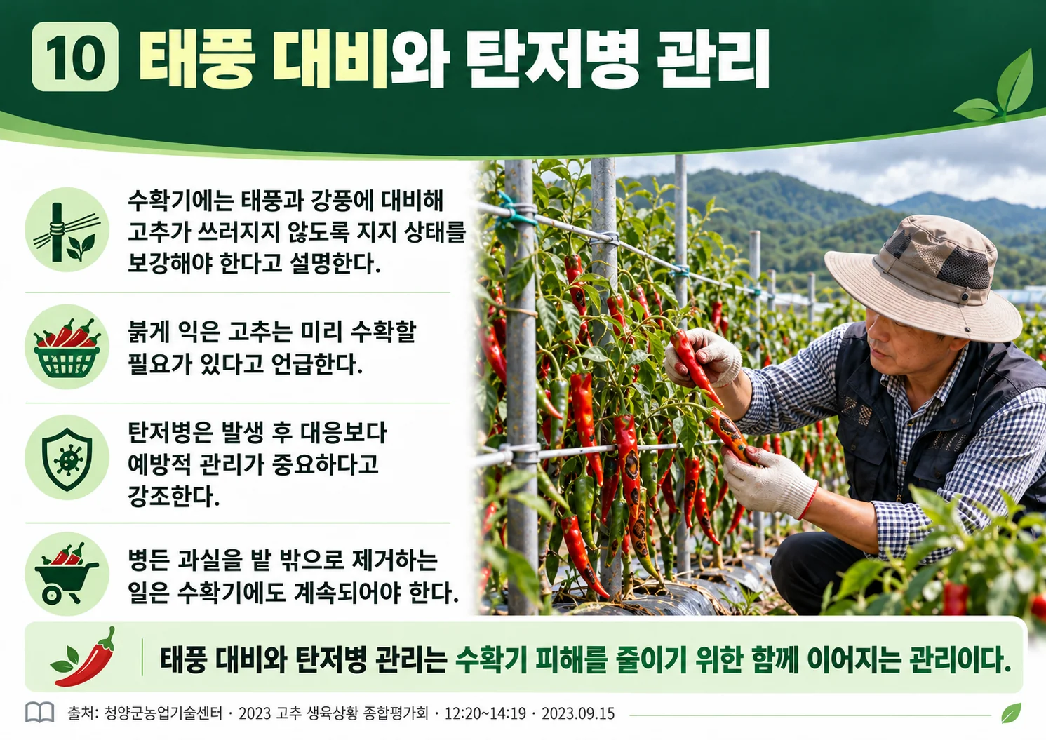 10_typhoon_anthracnose.webp