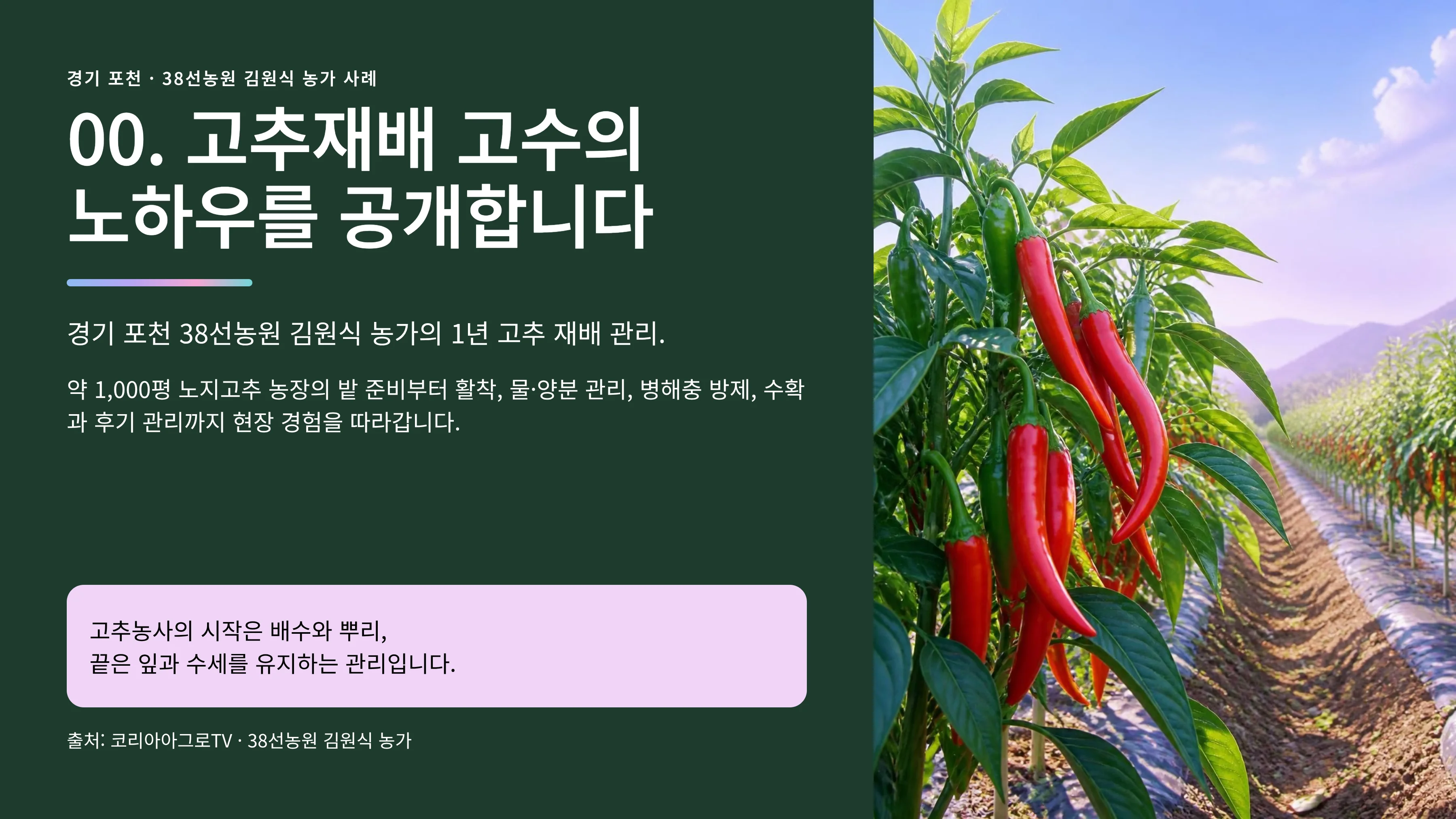 00_고추재배_고수의_노하우.webp